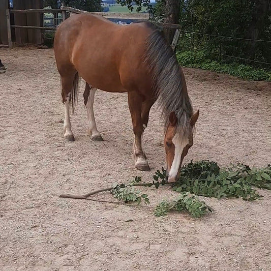 Gesunder und natürlicher Knabberspaß für dein Pferd!