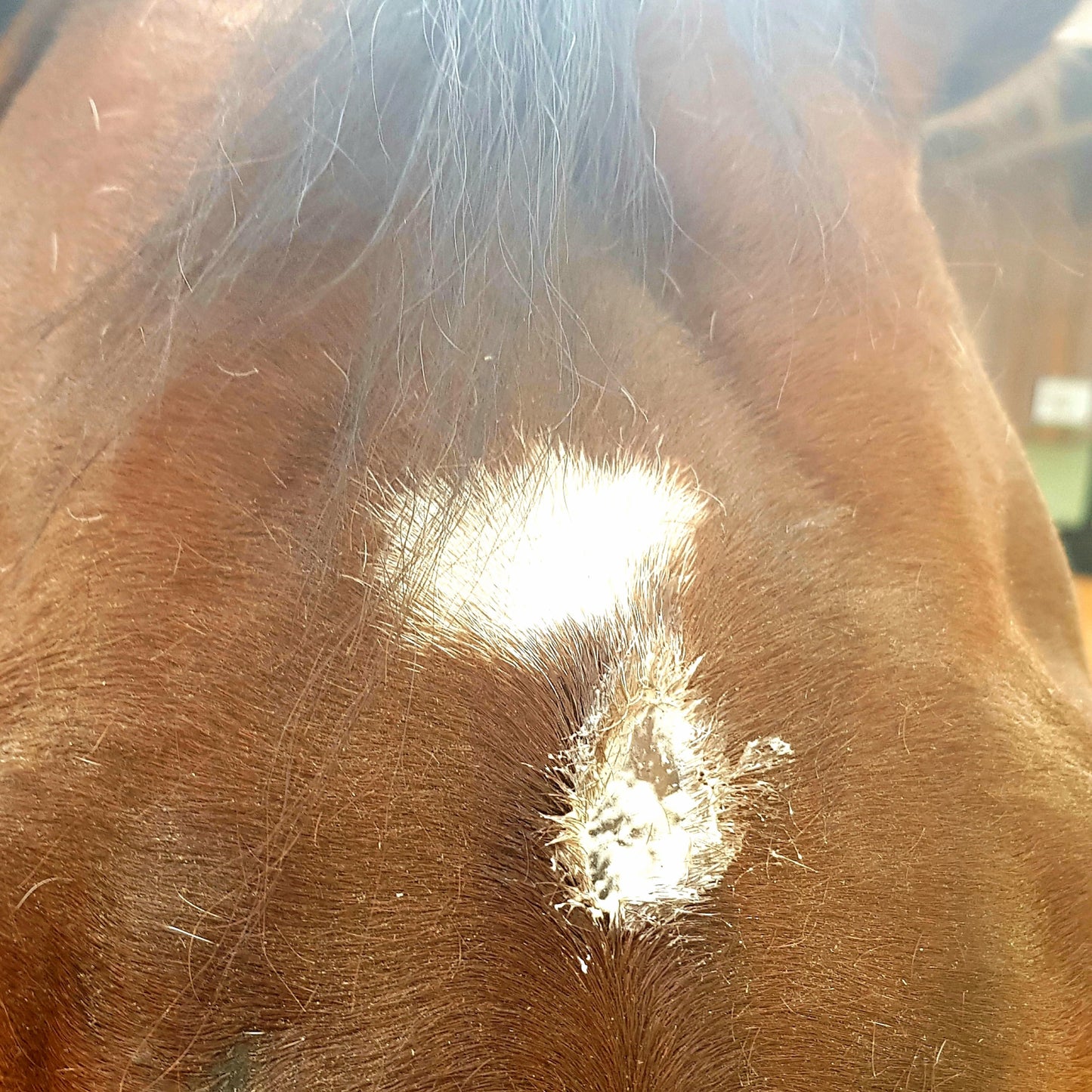 Hautbalsam - Hanja SkinRepair