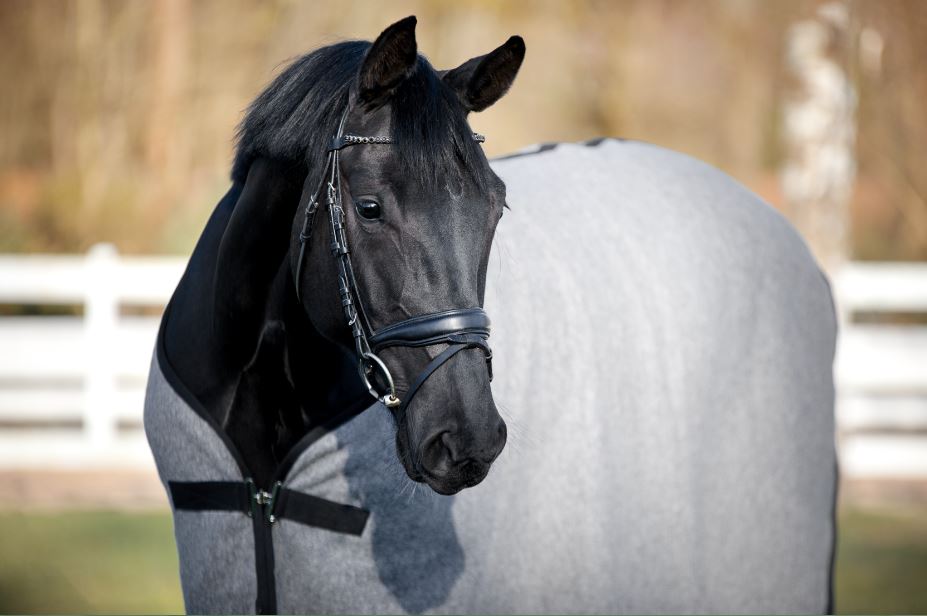 Abschwitzdecke "Blankenese" Shetty